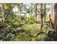 Innenansicht eines botanischen Gartens mit tropischen Pflanzen, hohen Palmen, dichtem Grün, und blühenden Orchideen. Im Vordergrund sind ein Weg und ein kleiner Wasserlauf sichtbar, die durch die üppige Vegetation führen.