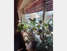 Wohnzimmer mit großen Fenstern, durch die ein verschneiter Garten sichtbar ist. Auf der Fensterbank stehen mehrere Zimmerpflanzen in Töpfen, und Holzjalousien sind teilweise geschlossen.