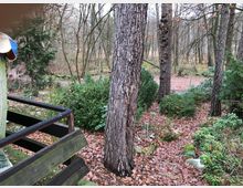 Waldstück mit Laubbäumen und dichtem Unterholz, der Boden ist mit herabgefallenem Laub bedeckt. Im Vordergrund ist ein Holzgeländer zu sehen, dahinter verlaufen schmale Pfade durch die Vegetation.