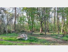 Waldszene mit dünnen Baumstämmen und grünen Blättern, vereinzelte Lichtungen mit Gras und einer kleinen Ansammlung von Ziegelsteinen und Ästen im Vordergrund. Die Umgebung wirkt leicht unaufgeräumt und von natürlichem Bewuchs geprägt.