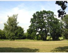 Offene Grünfläche mit kurzem, trockenen Gras, umgeben von hohen Bäumen, darunter eine Birke und mehrere Laubbäume. Im Hintergrund ist eine schmale Wegspur sowie weiteres dichtes Grün zu sehen, unter einem klaren, blauen Himmel.