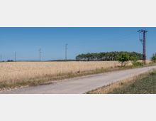Eine ländliche Landschaft mit einem Weizenfeld, durchzogen von mehreren Strommasten und -leitungen. Im Hintergrund ist ein kleiner Wald zu sehen, während im Vordergrund ein unbefestigter Weg verläuft.