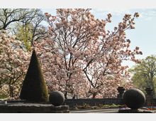 Ein Garten mit blühenden Magnolienbäumen, einer hohen, kegelförmig geschnittenen Hecke und zwei kugelförmigen Steinornamenten auf einem gemauerten Podest. Im Hintergrund sind weitere Bäume mit frischem Frühlingslaub zu sehen.