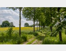 Ein ländlicher Feldweg führt durch eine von Bäumen gesäumte Allee, umgeben von grünen Wiesen und einem gelben Rapsfeld. Im Hintergrund sind weitere Bäume und ein bewölkter Himmel sichtbar.