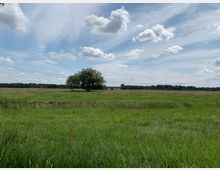 Weite Wiesenlandschaft mit grünem Gras und einzelnen Wildpflanzen, zentral ein einzelner Baum. Im Hintergrund ist ein Waldstreifen erkennbar, darüber ein blauer Himmel mit lockeren Wolken und darüber verlaufenden Stromleitungen.
