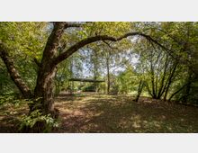 Eine Lichtung im Wald mit einem großen, geschwungenen Baum im Vordergrund und einem einfachen Metallpavillon im Hintergrund. Die Umgebung ist von dichtem Laub und Gras bedeckt, durch das Sonnenlicht inszeniert.