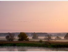 Eine Landschaft mit einer nebligen Flussuferzone, gesäumt von Grasflächen und vereinzelt stehenden Bäumen, während am Himmel eine Zugvogelreihe in der Dämmerung sichtbar ist. Der Himmel ist rosa-orange gefärbt, was auf einen Sonnenaufgang oder Sonnenuntergang hindeutet.
