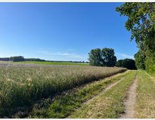 Weite Landschaft mit einem Feld im Vordergrund, einem unbefestigten Feldweg rechts und einer Baumreihe am Horizont unter wolkenlosem, blauem Himmel. Dichte Vegetation umfasst den rechten Bildrand.