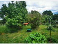 Ein Garten mit dichter Vegetation, darunter Bäume, Sträucher und eine Wiese, auf der eine rote Hängematte zwischen den Bäumen hängt. Im Vordergrund ist eine Schubkarre und ein großer grüner Strauch sichtbar, der von hochgewachsenem Gras umgeben ist.