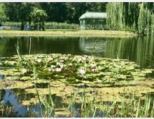 Teichlandschaft mit blühenden Seerosen und Schilf im Vordergrund. Im Hintergrund befindet sich ein Pavillon aus Glas, umgeben von Bäumen und Weidebüschen.