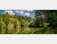 Flusslandschaft mit dicht bewachsenen Ufern aus Bäumen und Sträuchern, im Wasser treiben gelbe Seerosenblätter. Im Vordergrund wachsen gelbe Wildblumen, und der Himmel zeigt einige weiße Wolken.