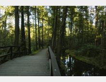 Holzbrücke in einem Wald, die über einen schmalen, stillen Bach führt. Umgeben von hohen, dicht stehenden Bäumen, die von Sonnenlicht durchdrungen werden.