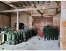 Innenraum einer rustikalen Scheune mit Holzbalken und Ziegelwänden. Vor einer großen Holztür stehen in Töpfen verpackte und unverpackte Nadelbäume, daneben liegt ein roter Transportwagen.