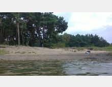 Ein sandiges Ufer mit einem flachen Gewässer im Vordergrund, dahinter eine Baumreihe aus hohen Kiefern und dichtem Wald. Am Ufer liegen ein Karton und Plastiktüten.