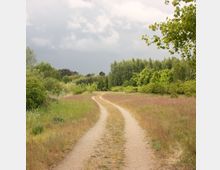 Ein schmaler, unbefestigter Weg schlängelt sich durch eine grüne Wiesenlandschaft, umgeben von Bäumen und Sträuchern. Ein bedeckter Himmel deutet auf wechselndes Wetter hin.