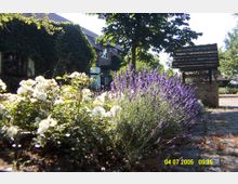 Ein blühender Garten mit weißen Rosen und violettem Lavendel im Vordergrund, flankiert von einem Kopfsteinpflasterweg. Im Hintergrund sind ein mit Efeu bewachsenes Backsteinhaus und ein hölzerner Brunnen zu sehen, umgeben von Bäumen.