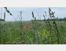 Weite Blumenwiese mit hohem Gras und Wildblumen in verschiedenen Farben, darunter rote Mohnblumen, gelbe Blüten und violette Blumen. Im Hintergrund ein bewölkter Himmel und eine Baumreihe am Horizont.