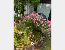 Ein blühender Rosenstrauch mit zahlreichen pinken Blumen steht vor einer Hauswand mit großen Fenstern und weißen Vorhängen. Im Vordergrund ist ein kleiner Garten mit Gras und einer Solarlampe zu sehen.