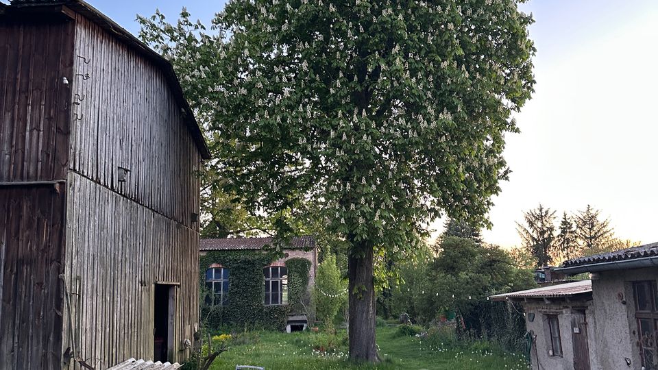 Blick in einen ländlichen Hofgarten mit großer blühender Kastanie auf einer Rasenfläche, daneben ein hölzerner Scheunenbau und ein kleiner verputzter Nebenschuppen. Im Vordergrund stehen Gartenstühle und ein runder Tisch, im Hintergrund ein begrüntes Gebäude mit Fensterfront.