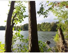 Seeufer mit Blick auf einen bewaldeten See; im Vordergrund stehen mehrere Bäume und Sträucher, die das Wasser und das gegenüberliegende Ufer mit dichtem Grün einrahmen.