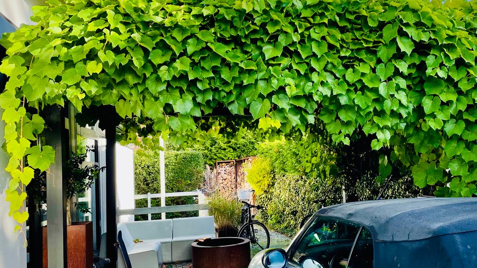 Überdachter Hofbereich neben einem modernen Haus, mit einem dichten Laubdach aus Kletterpflanzen über einem gepflasterten Weg. Rechts steht ein geparktes Auto, im Hintergrund sind Sitzmöbel und bepflanzte Kübel vor Hecken und Bäumen zu sehen.