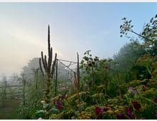Ein Garten im Morgendunst mit üppig wachsenden Blumen, hohen Pflanzen und Metallgerüsten im Hintergrund. Im Hintergrund sind Bäume und ein bewölkter Himmel sichtbar.