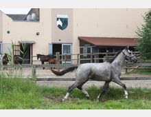 Ein Gestüt mit beige gestrichenen Gebäuden, Pferdeboxen und Holz-Zäunen im Vordergrund. Ein grau-weißes Pferd läuft auf einer grasbewachsenen Fläche, während mehrere Pferde im Hintergrund in einem Paddock stehen.