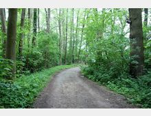 Ein schmaler, unbefestigter Weg führt durch einen dichten Wald mit hohen, schlanken Bäumen und üppigem grünem Unterholz. Die Szene ist von natürlichem Licht durch die Baumkronen beleuchtet.