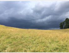 Eine sanft ansteigende Wiese mit hohem, gelblich-grünem Gras unter einem wolkenverhangenen, dunklen Himmel; am rechten Bildrand stehen mehrere grüne Nadelbäume.