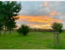 Grüne Wiese mit vereinzelten Bäumen und einem kleinen eingezäunten Baum im Vordergrund, beleuchtet von einem orangefarbenen Sonnenuntergang hinter einer Wolkendecke. Im Hintergrund ist eine niedrige Busch- und Graslandschaft zu sehen.