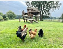 Hühner und ein Hahn stehen auf einer grünen Wiese vor einem rustikalen, hölzernen Spielhaus, das auf Stelzen errichtet ist. Im Hintergrund sind ein großer Baum, ein Weidenzaun und weitere grüne Landschaftselemente zu sehen.