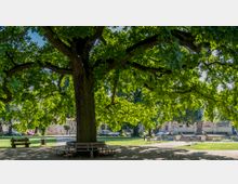 Großer Baum mit ausladender Krone in einem Park, umgeben von Sitzbänken. Im Hintergrund sind historische Gebäude und eine Statue auf einem Sockel sichtbar.