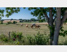 Wiese mit mehreren grasenden Pferden, umgeben von einem Weidezaun, im Hintergrund Felder und kleine Gebäude. Im Vordergrund befindet sich ein Baum mit großen Ästen sowie Büsche und Blumen.