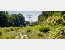 Ein unbefestigter Weg führt durch eine grüne, bewachsene Landschaft mit dichtem Buschwerk und Wald auf beiden Seiten. Im Hintergrund verlaufen Strommasten mit hoch hängenden Stromleitungen durch die Szene unter klarem, blauem Himmel.