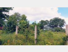 Eine überwucherte Wiese mit hohem Gras und dichtem Gebüsch, durchzogen von einzelnen Betonpfosten. Im Hintergrund stehen große Bäume unter einem bewölkten Himmel.