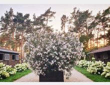 Großer Oleander-Strauch in einem quadratischen Pflanzkübel, umgeben von blühenden Hortensien entlang eines gepflasterten Weges. Im Hintergrund stehen hohe Kiefern und zwei Gebäudefassaden mit dunkler Holzverkleidung, während die Sonne am Himmel untergeht.