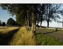 Landstraße mit Baumbestand, die von einer Baumreihe mit markierten Stämmen gesäumt ist; rechts verläuft eine Leitplanke, links ein Getreidefeld.