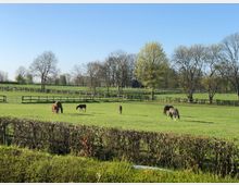 Eine grüne Weide mit mehreren Pferden und Fohlen, die grasen, umgeben von Holzzäunen. Im Hintergrund stehen vereinzelt kahle und blatttragende Bäume unter einem klaren, blauen Himmel.