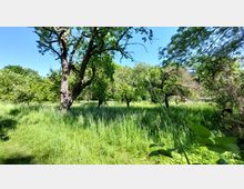 Eine grüne Wiese mit hohen Gräsern, umgeben von mehreren Bäumen, darunter ein großer, knorriger Baum im Vordergrund. Im Hintergrund dichter Baumbestand und blauer Himmel.