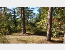 Waldähnlicher Garten mit hohen Kiefern und dichtem Buschwerk, einem gepflasterten Weg im Vordergrund und einem kleinen Gebäude mit Holzdach im Hintergrund. Im Hintergrund sichtbar sind auch Bäume mit herbstlicher Laubfärbung.