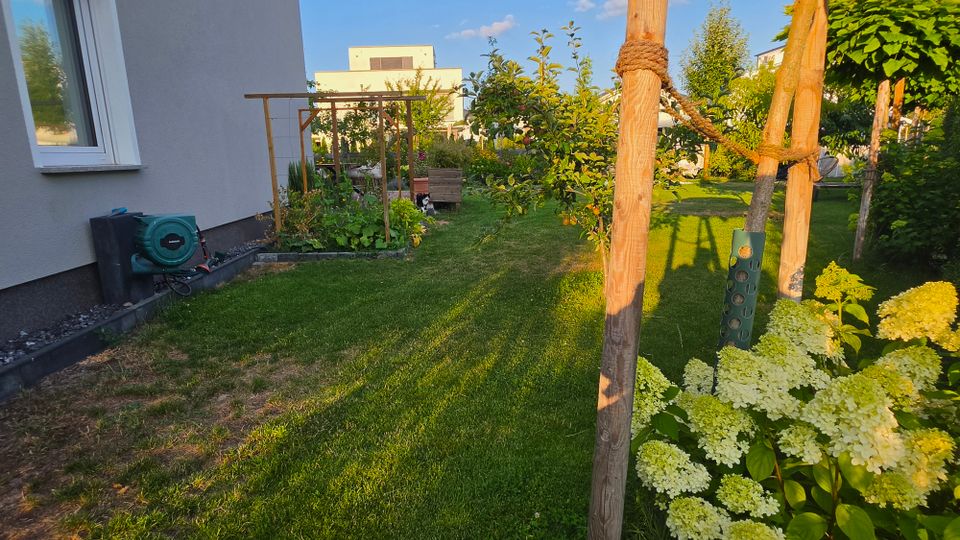 Seitlicher Blick in einen gepflegten Hausgarten mit Rasenfläche neben einer grauen Hauswand mit Fenster. Entlang des Rasens stehen junge Bäume mit Stützpfählen, Sträucher und blühende Hortensien; im Hintergrund sind ein Rankgerüst und weitere Gartenpflanzen zu sehen.