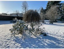 Verschneiter Garten mit Sträuchern und einem großen, herabhängenden Ziergras im Vordergrund. Im Hintergrund sind kahle Bäume, eine niedrige Steinmauer und immergrüne Bäume unter blauem Winterhimmel zu sehen.