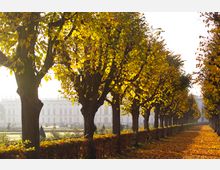 Baumallee im Herbst mit gelb gefärbtem Laub, die zu einem Schloss mit heller Fassade und symmetrischer Architektur führt. Der Boden ist mit fallendem Laub bedeckt, und im Hintergrund sind gepflegte Gartenanlagen sichtbar.