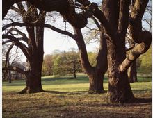 Weitläufige Parklandschaft mit großen, knorrigen Bäumen im Vordergrund und einer grasbewachsenen Wiese im Hintergrund. Die Szenerie ist von Licht und Schatten durchsetzt, mit weiter entfernten Bäumen vor einem klaren Himmel.