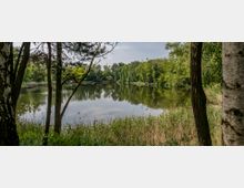 Waldsee umgeben von dichtem Laub- und Nadelbaumbestand, mit Schilf und Gräsern am Ufer; die Wasseroberfläche spiegelt die umgebenden Bäume.