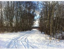 Verschneiter Waldweg umgeben von dünnen, blattlosen Bäumen unter klarem, blauem Himmel. Die Schneedecke bedeckt den Boden und zeigt Spuren von Fußgängern oder Fahrzeugen.