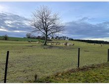 Weite Wiesenlandschaft mit alpakaähnlichen Tieren im Zentrum, umgeben von Zäunen. Im Hintergrund ein einzelner kahler Baum und eine Linie von Bäumen am Horizont unter bewölktem Himmel.