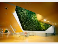 Ein moderner Innenraum mit gelben Wänden und Böden, einer großen, schrägen Wand mit vertikal bepflanzter Begrünung sowie Glaswänden, die einen dahinterliegenden Bereich mit zahnmedizinischem Stuhl abtrennen. Die Beleuchtung ist in die Decke integriert und setzt die Pflanzenwand und die gelben Oberflächen in Szene.