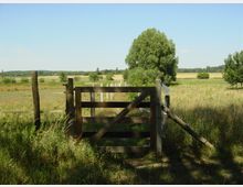 Holztor in einer ländlichen Wiesenlandschaft mit hohem Gras und einzelnen Bäumen im Hintergrund. Der Himmel ist klar und blau, und im Vordergrund befinden sich Zaunpfosten und Schattenbereiche.