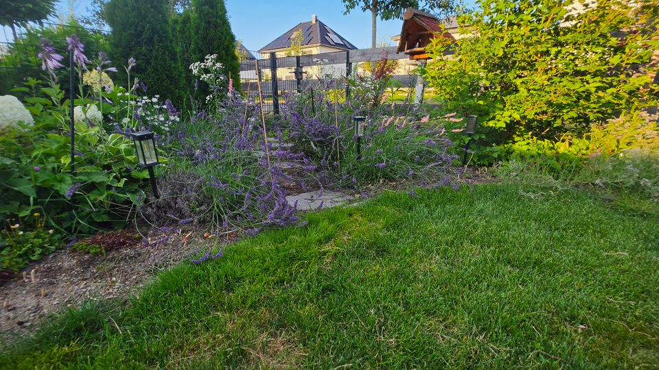 Gartenbereich mit Rasenfläche im Vordergrund und einem Blumenbeet mit Lavendel, Stauden und kleinen Solarlampen entlang eines schmalen Wegs. Im Hintergrund sind ein Zaun, hohe immergrüne Sträucher sowie ein Wohnhaus und ein kleiner Holzunterstand zu sehen.